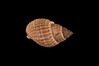 藏品(正織紋螺)的圖片